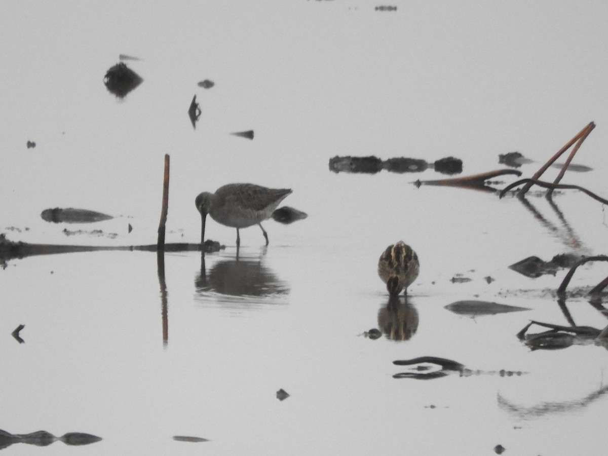 Long-billed Dowitcher - ML646891655