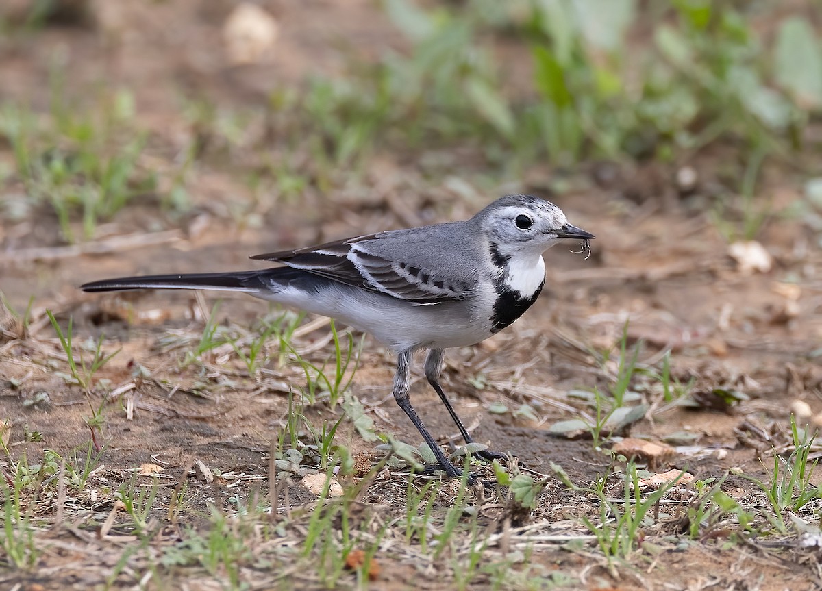 נחליאלי לבן - ML646891657
