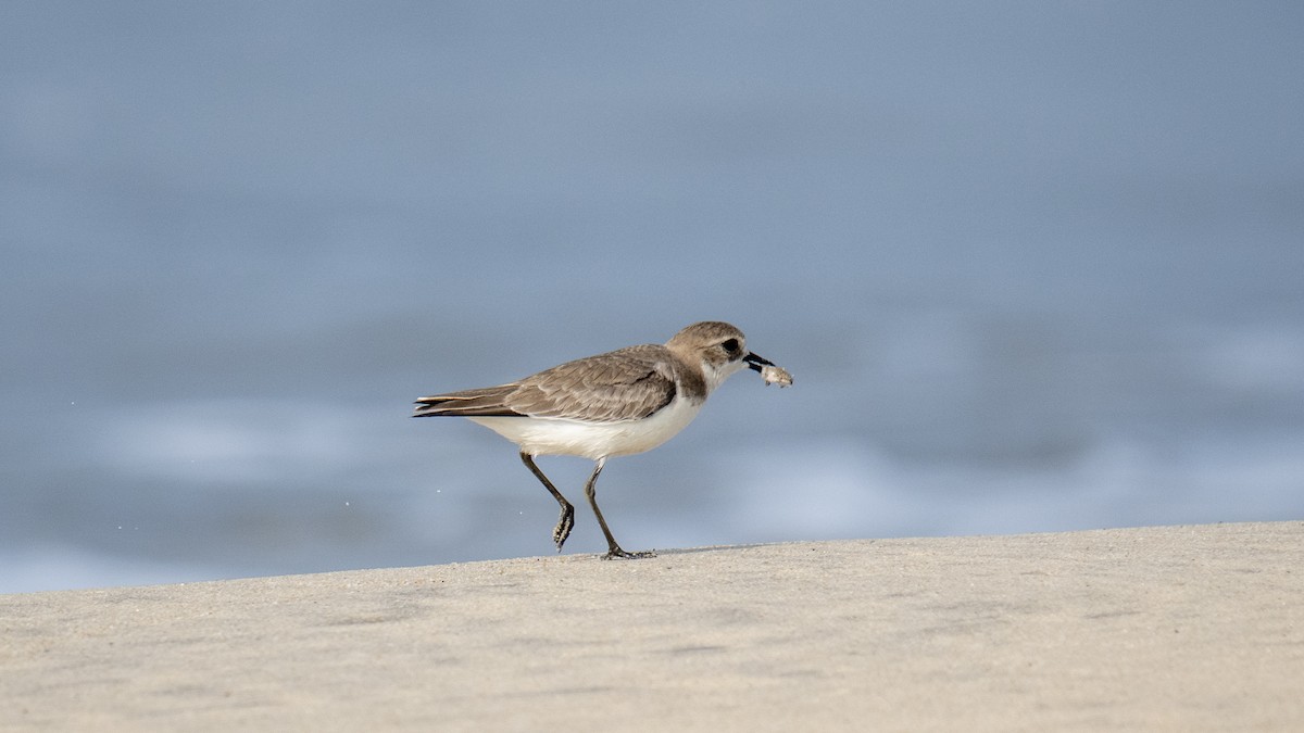 Tibet Cılıbıtı - ML646891663