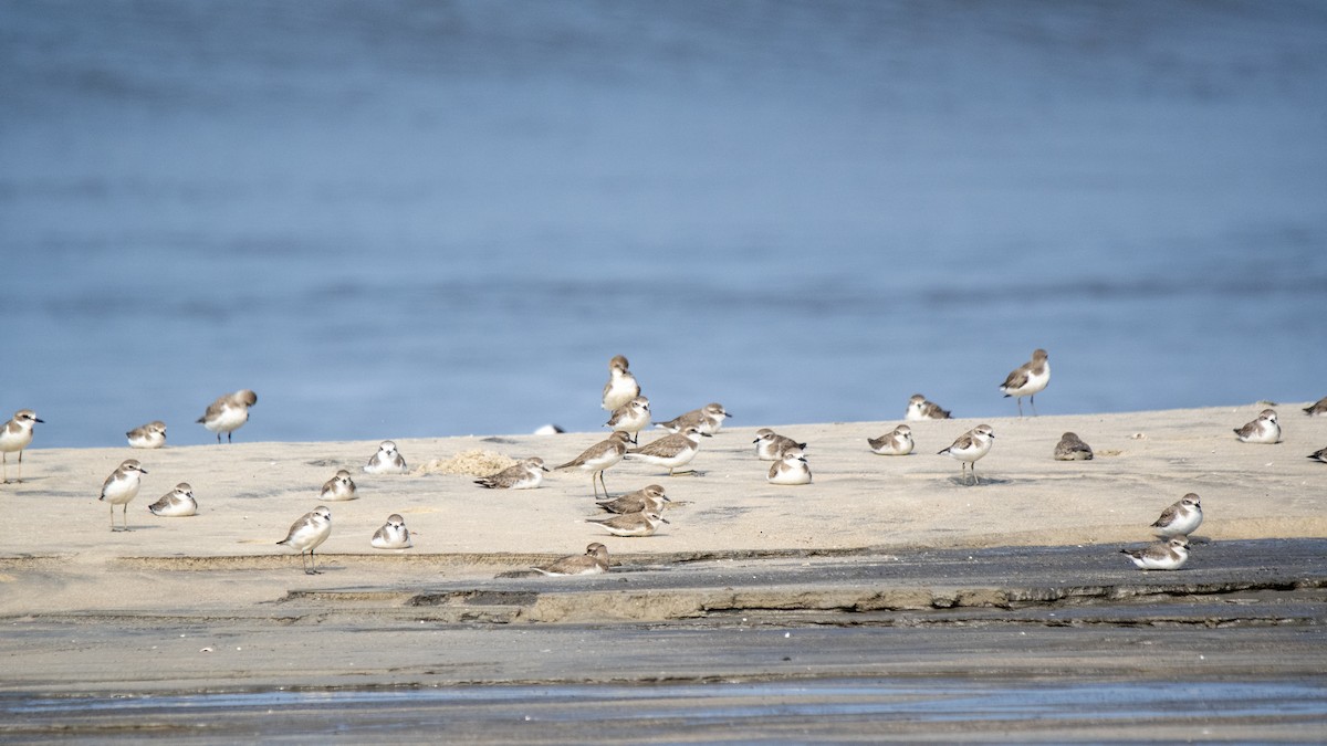 Tibet Cılıbıtı - ML646891664