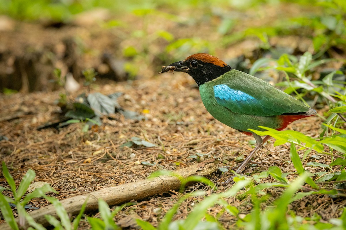 Western Hooded Pitta - ML646891665