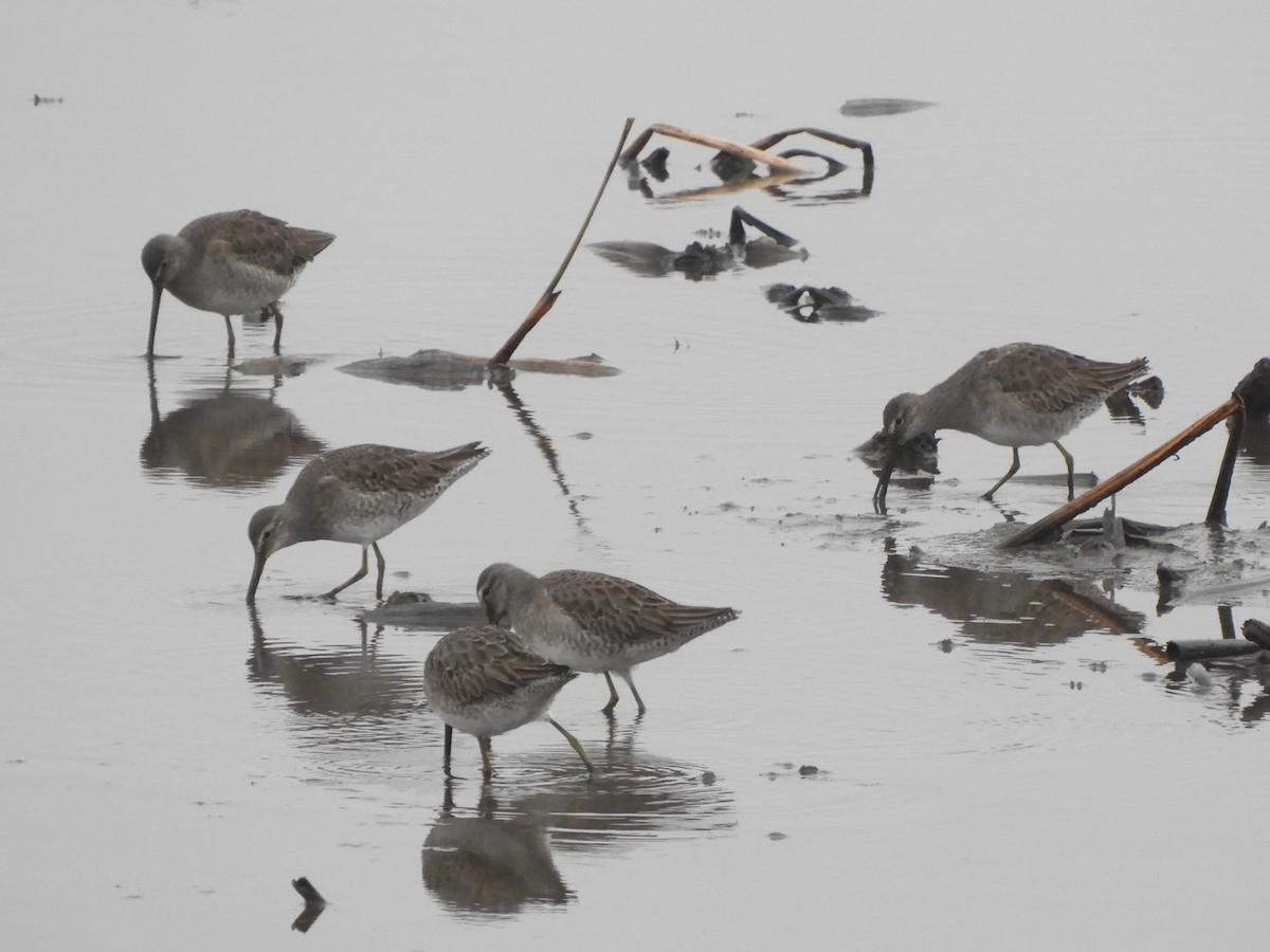 Long-billed Dowitcher - ML646891667