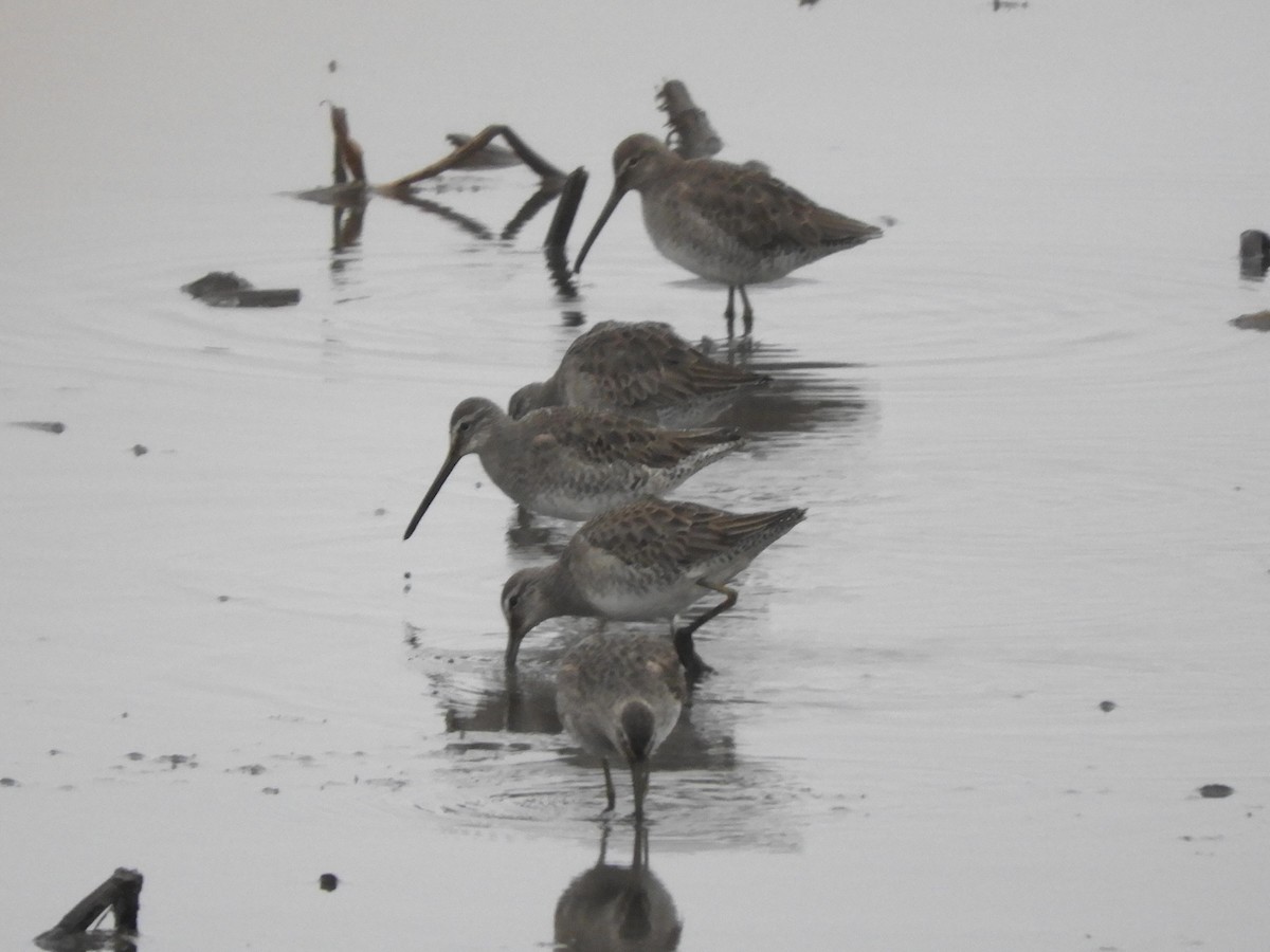 Long-billed Dowitcher - ML646891669