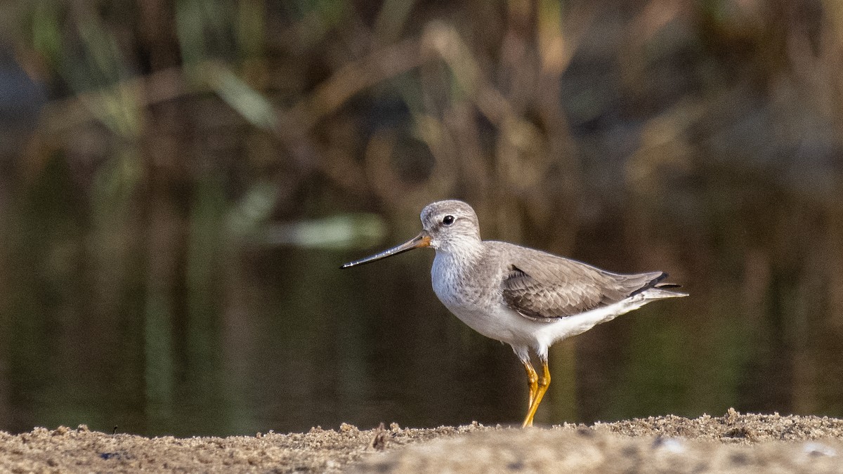 ソリハシシギ - ML646891673