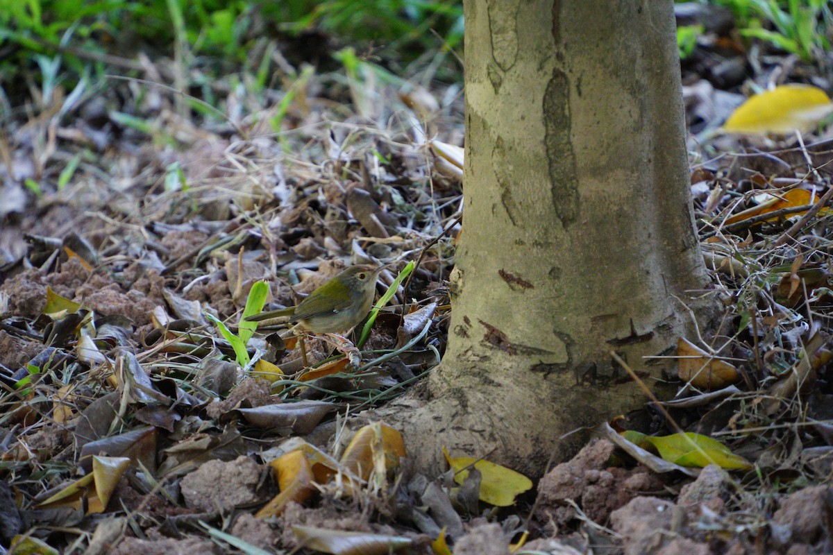 langstjertskredderfugl - ML646891677