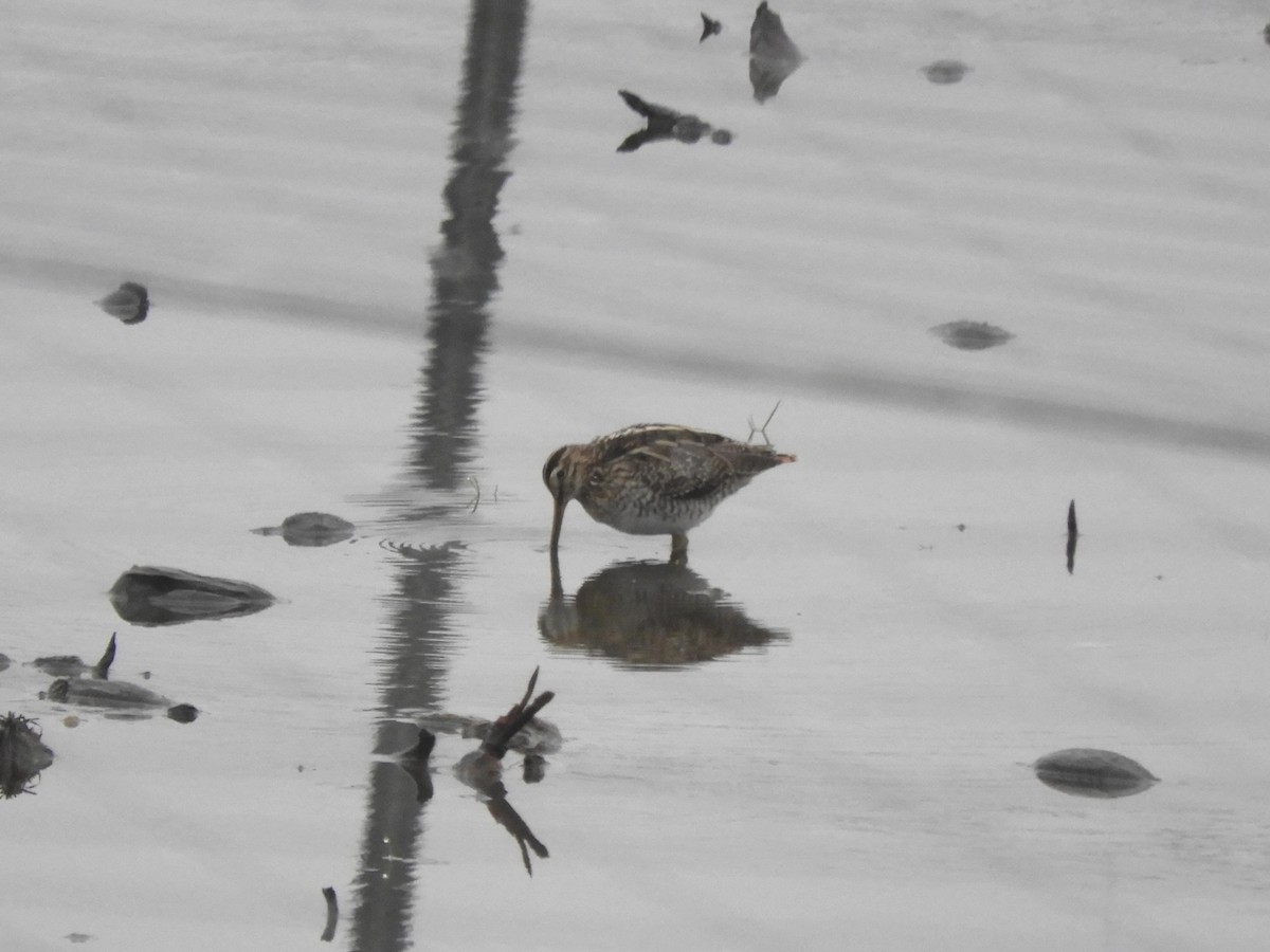Common Snipe - ML646891678