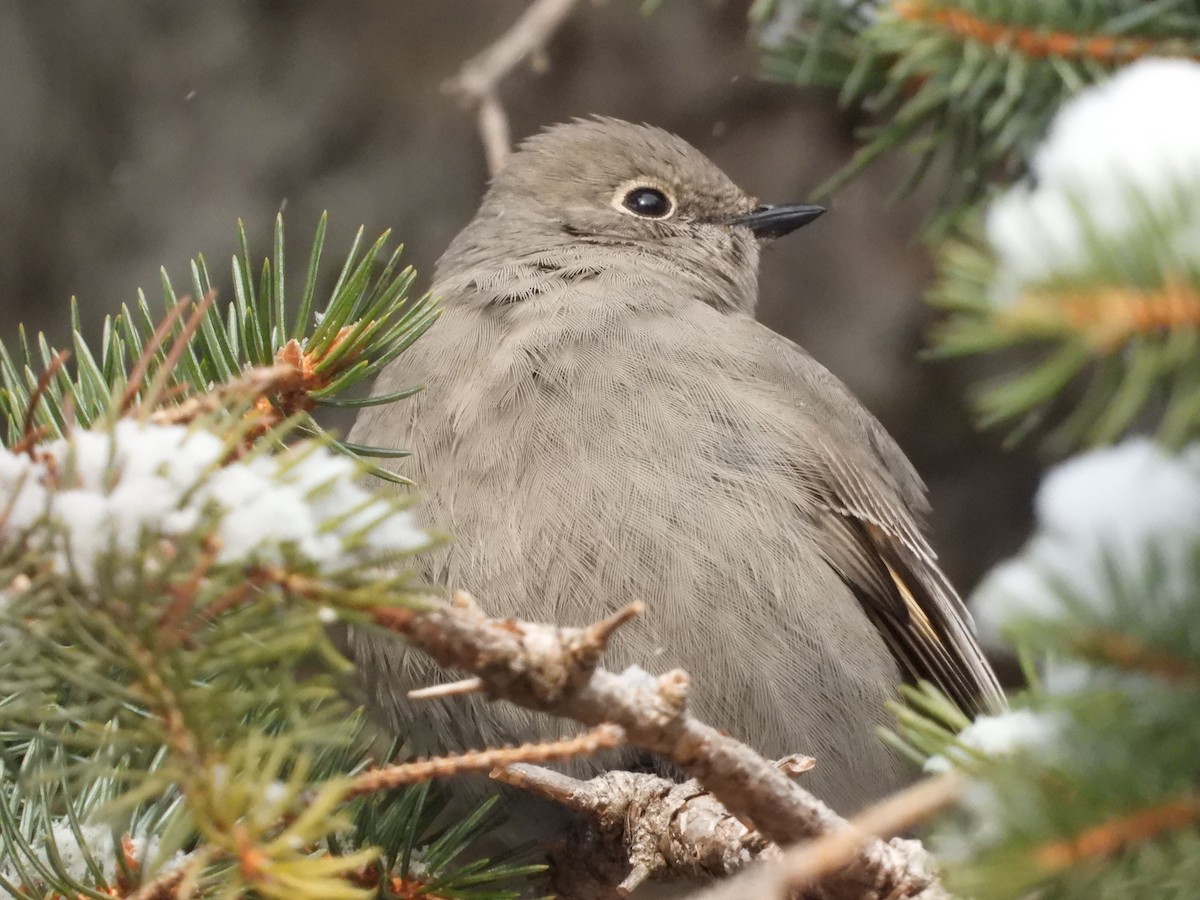 Солітаріо північний - ML646891680