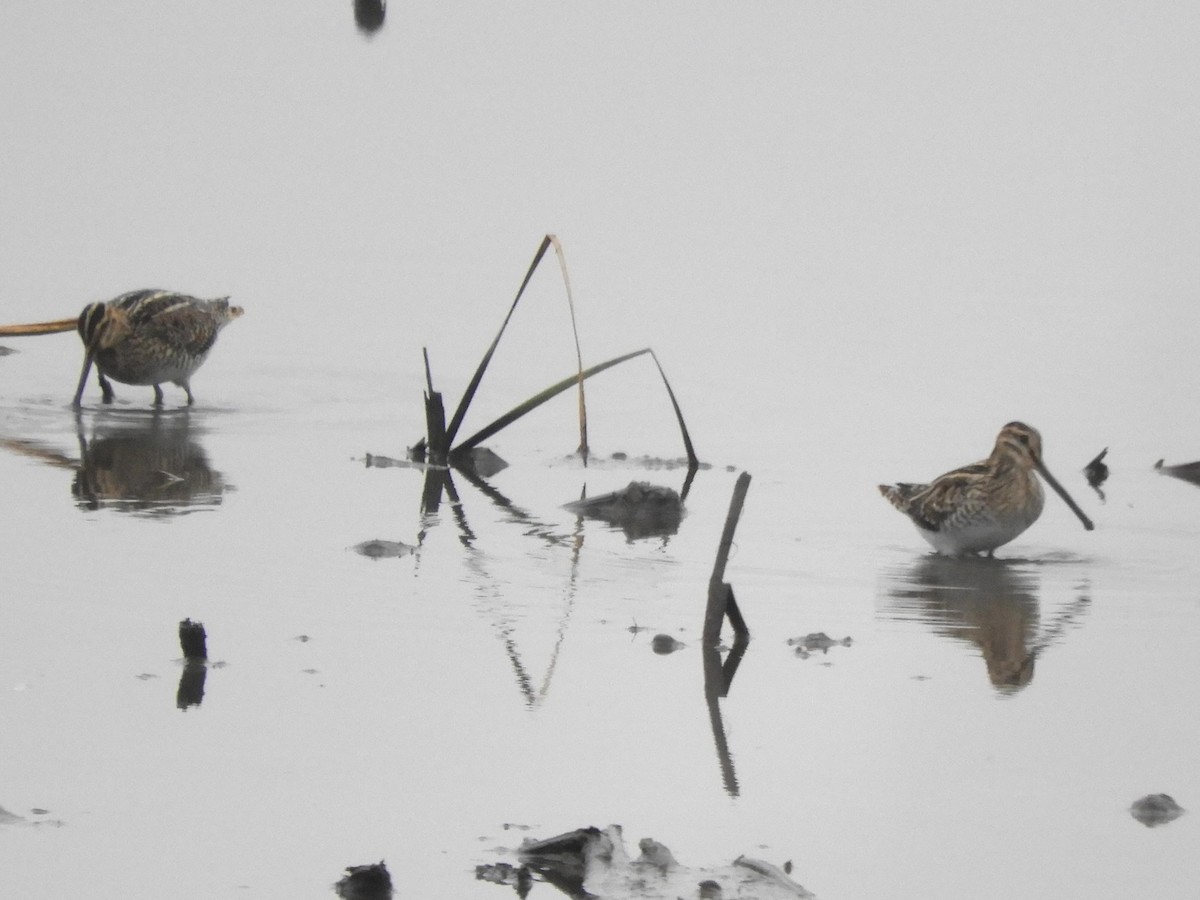 Common Snipe - ML646891681