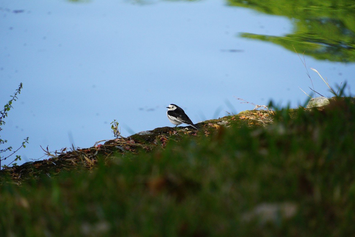 White Wagtail - ML646891682