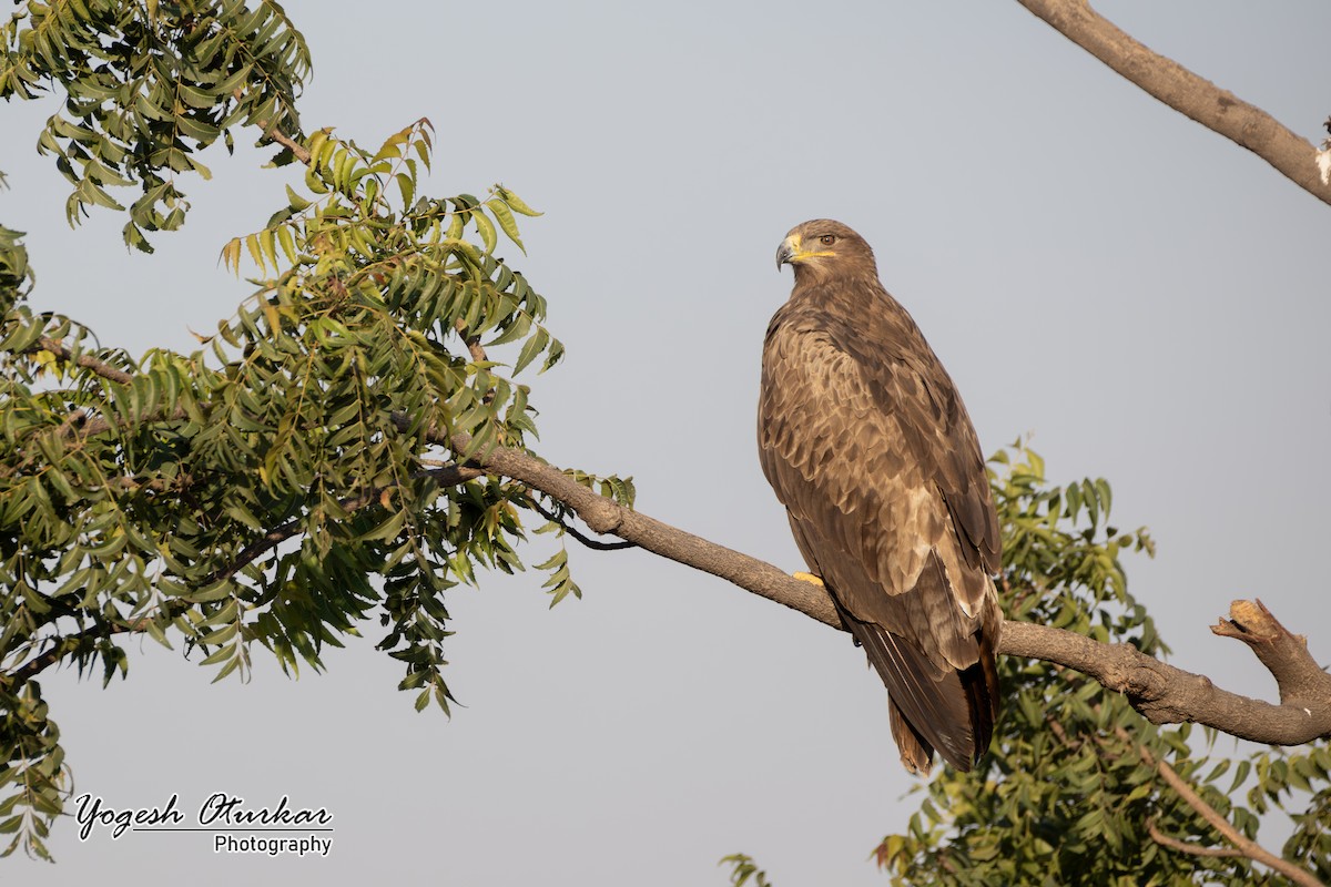 Steppe Eagle - ML646891683