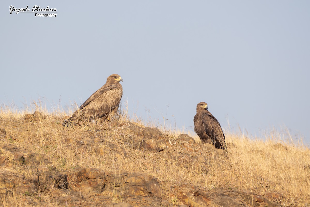 Steppe Eagle - ML646891684