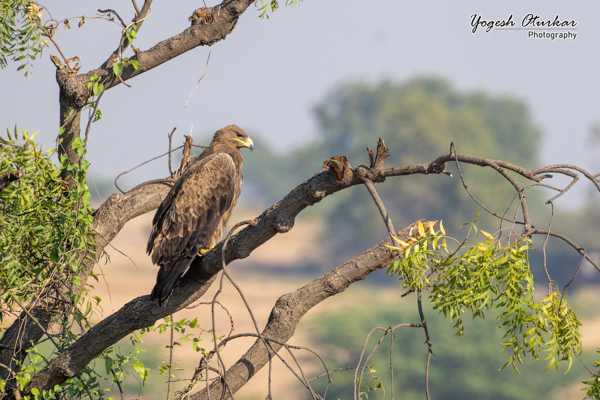 Steppe Eagle - ML646891685