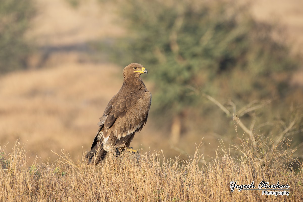Steppe Eagle - ML646891686