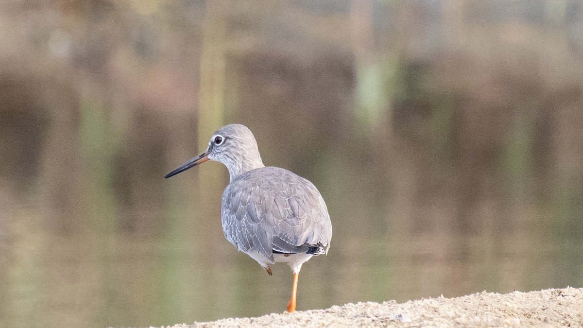 Common Redshank - ML646891687