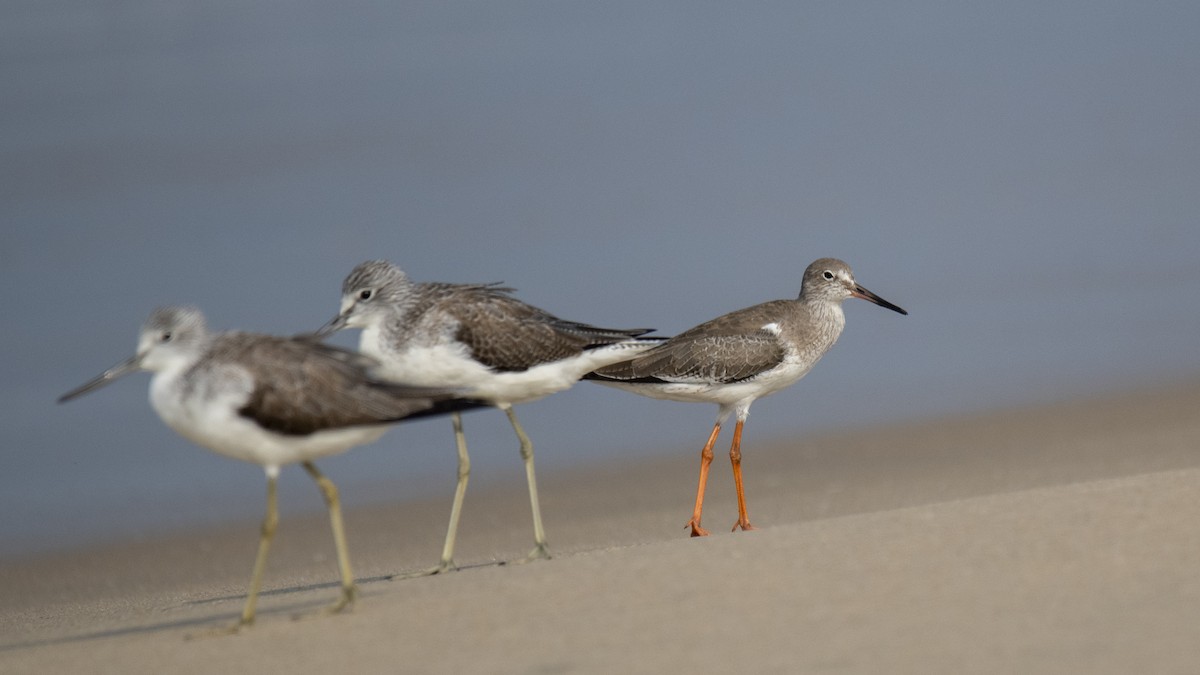 Common Redshank - ML646891688