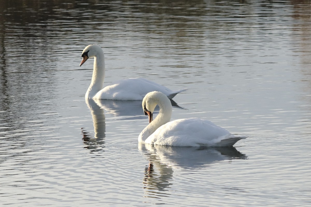 Mute Swan - ML646891689