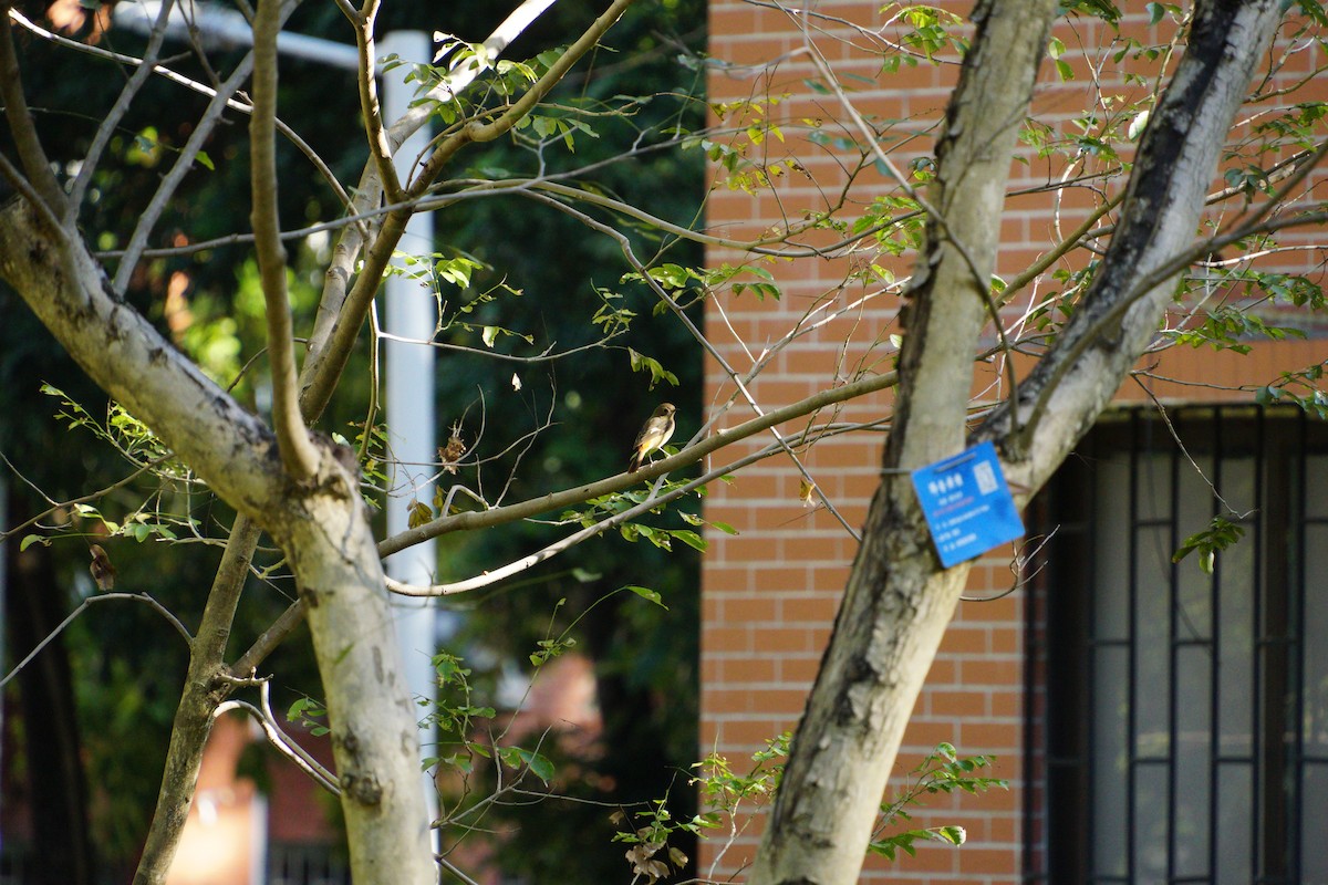 Daurian Redstart - ML646891690