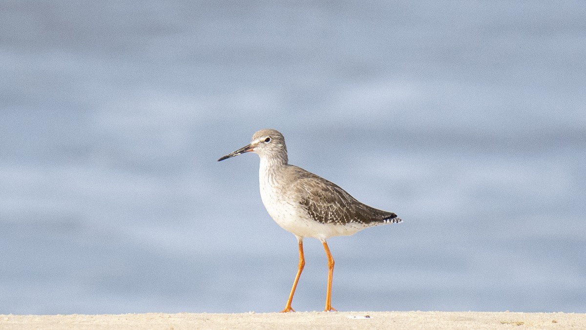 Common Redshank - ML646891692