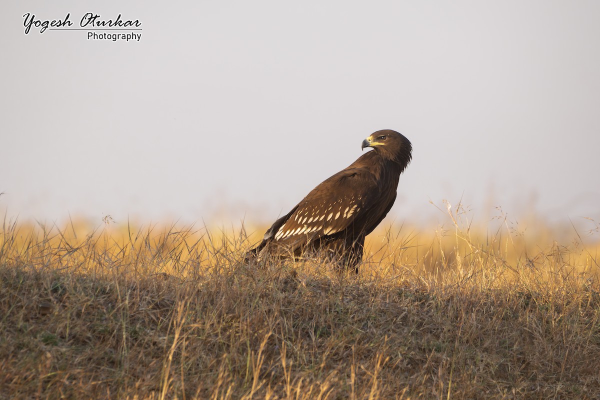 Greater Spotted Eagle - ML646891693
