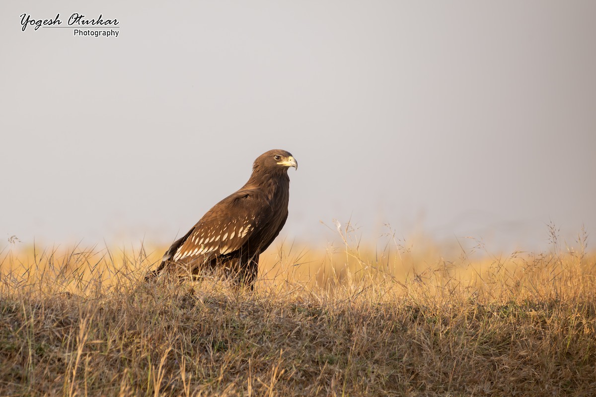 Greater Spotted Eagle - ML646891694