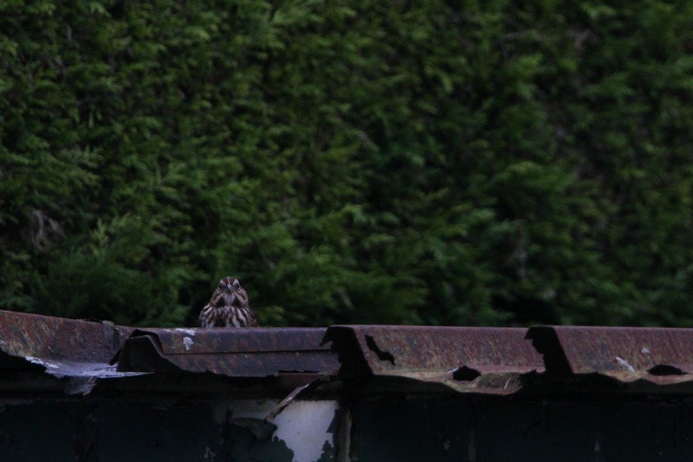 Song Sparrow - ML646891696