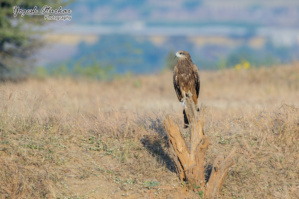 Black Kite - ML646891698