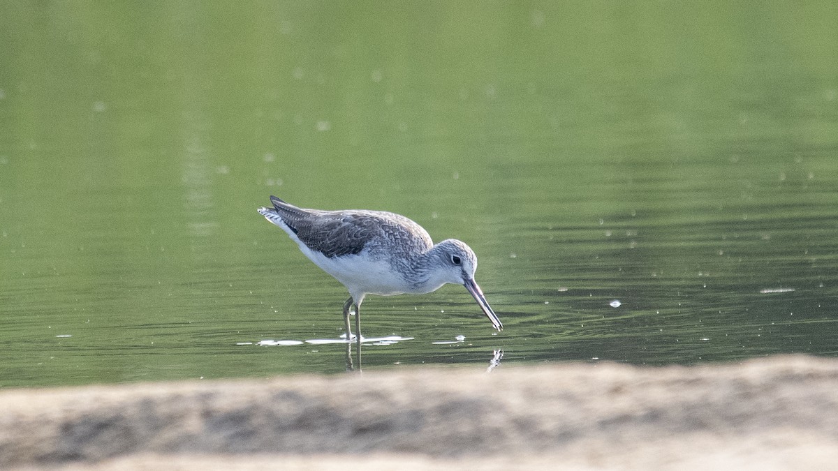 Common Greenshank - ML646891699