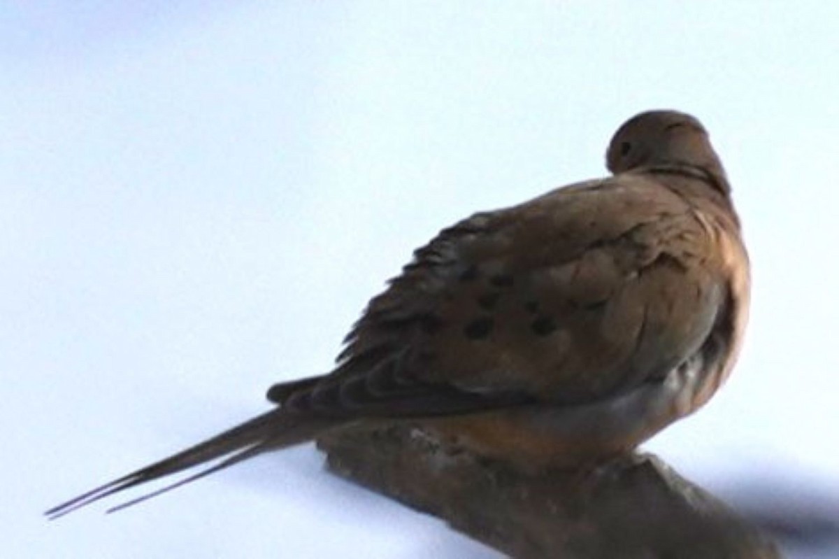 Mourning Dove - ML646891700