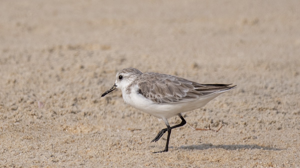 Sanderling - ML646891702