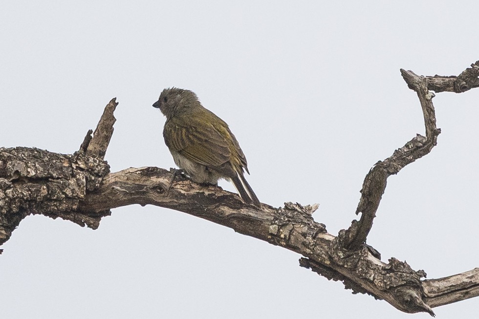 Lesser Honeyguide (Lesser) - ML646891704