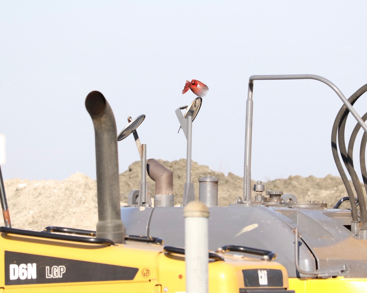 Northern Cardinal - ML646891705