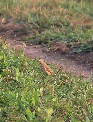 Paddyfield Pipit - ML646891709