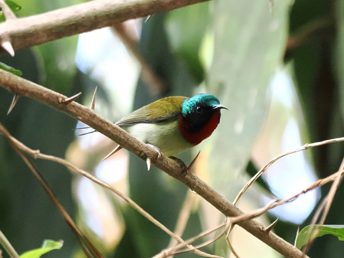 Fork-tailed Sunbird - ML646891713