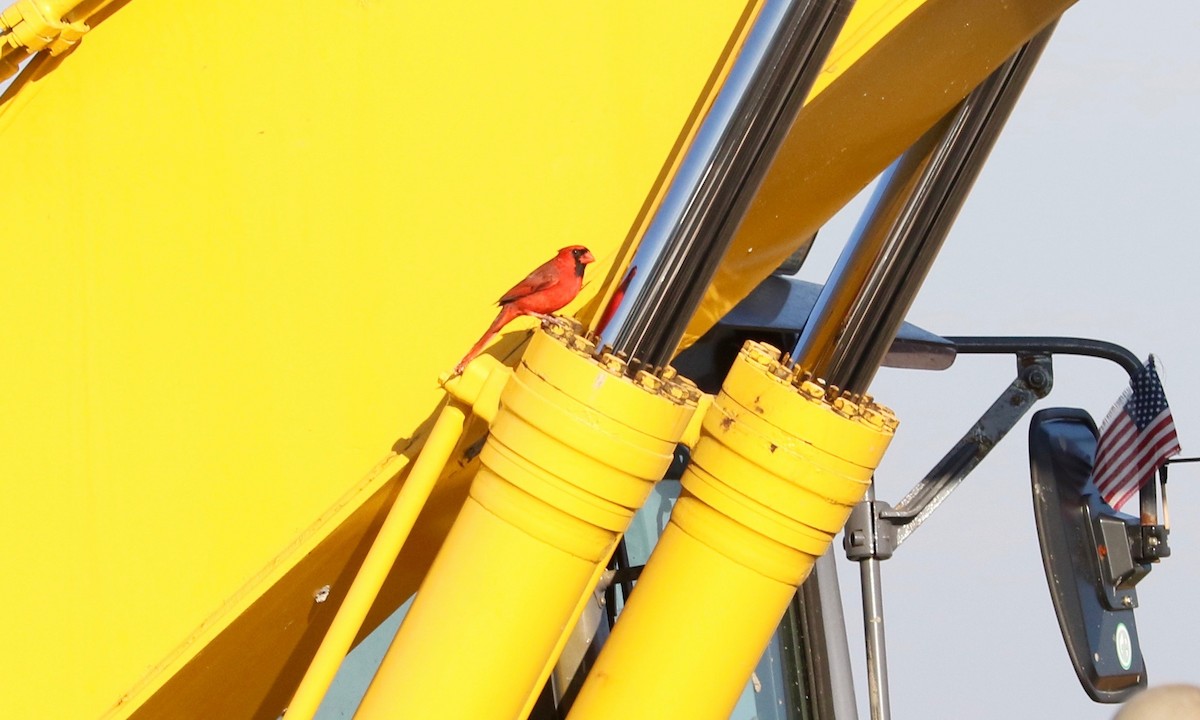 Northern Cardinal - ML646891714