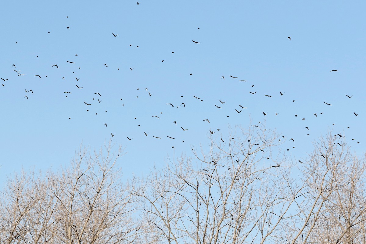 blackbird sp. - ML646891715