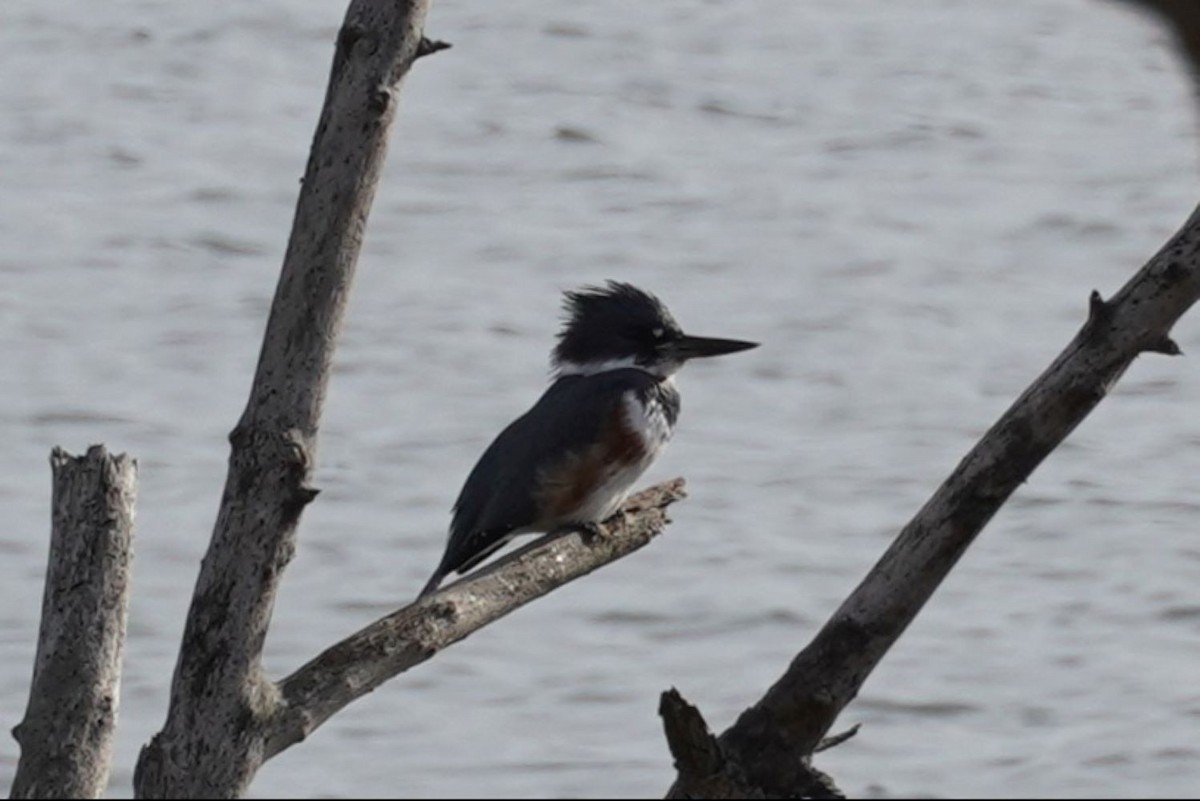 Belted Kingfisher - ML646891716