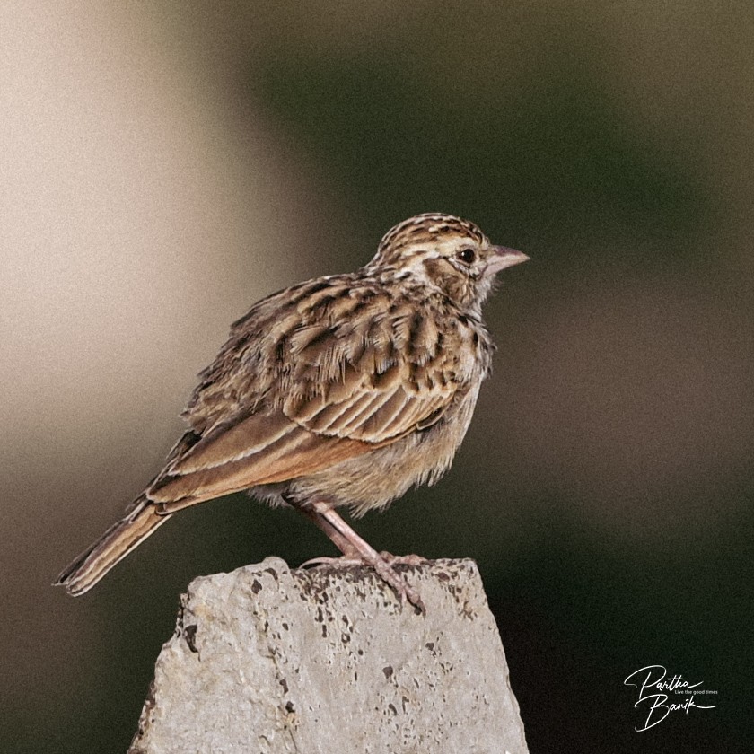 Indian Bushlark - ML646891718