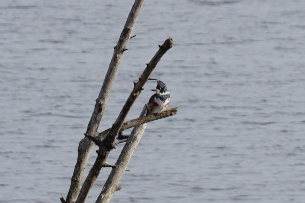 Belted Kingfisher - ML646891719