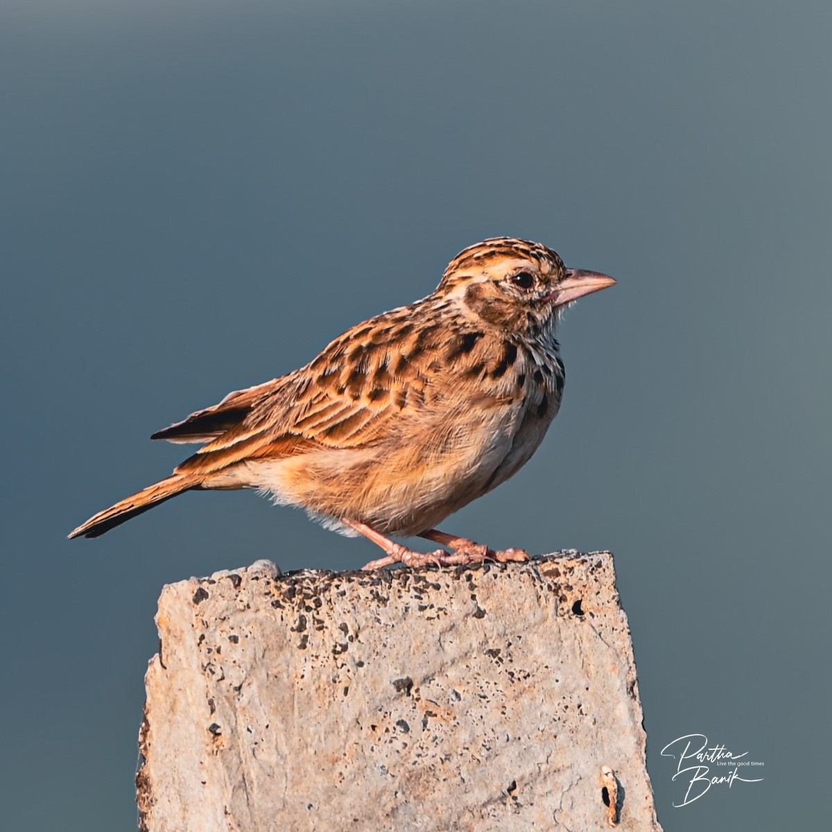 Indian Bushlark - ML646891720