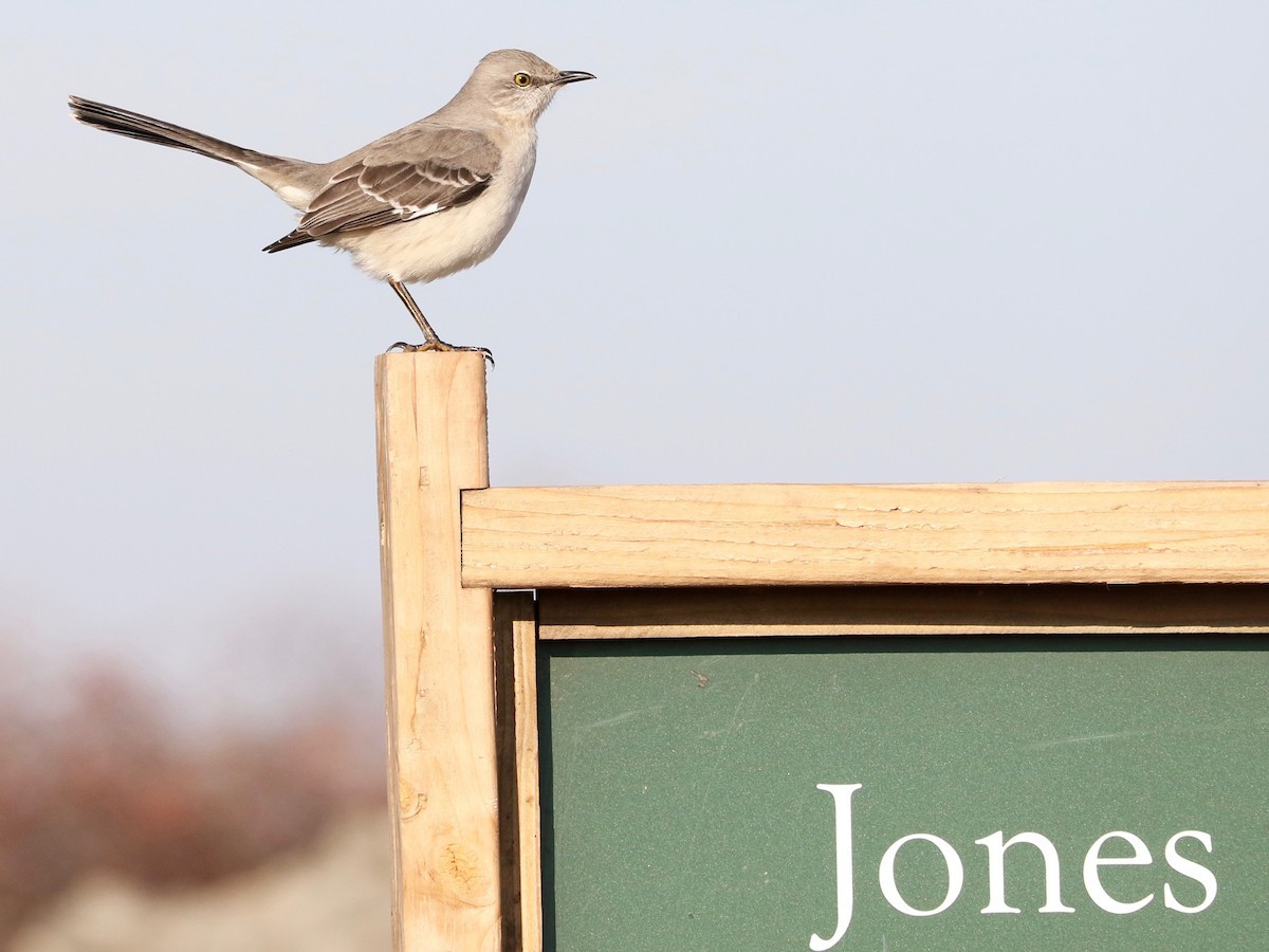 Northern Mockingbird - ML646891721