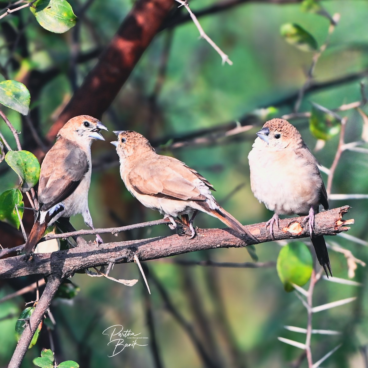 indiasølvnebb - ML646891724