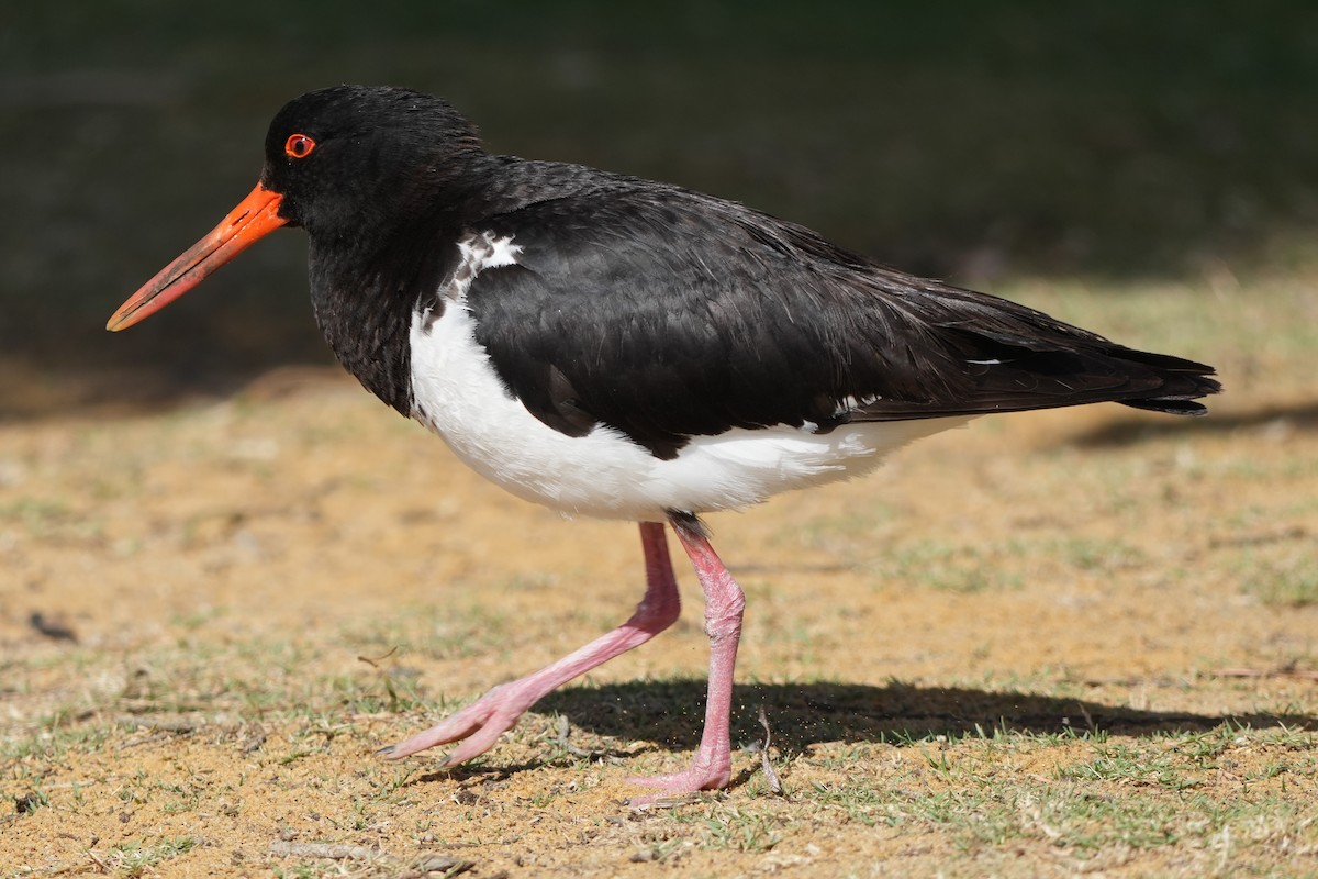 Pied Oystercatcher - ML646891726