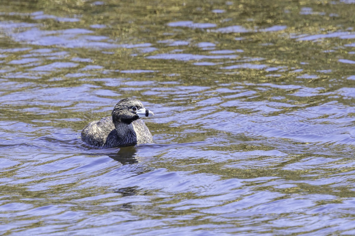 ringnebbdykker - ML646891727