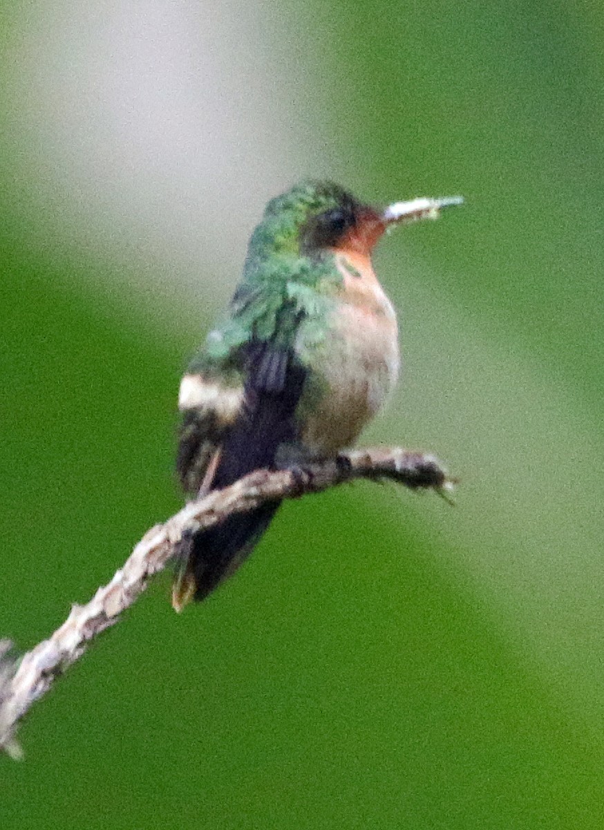 Tufted Coquette - ML646891728