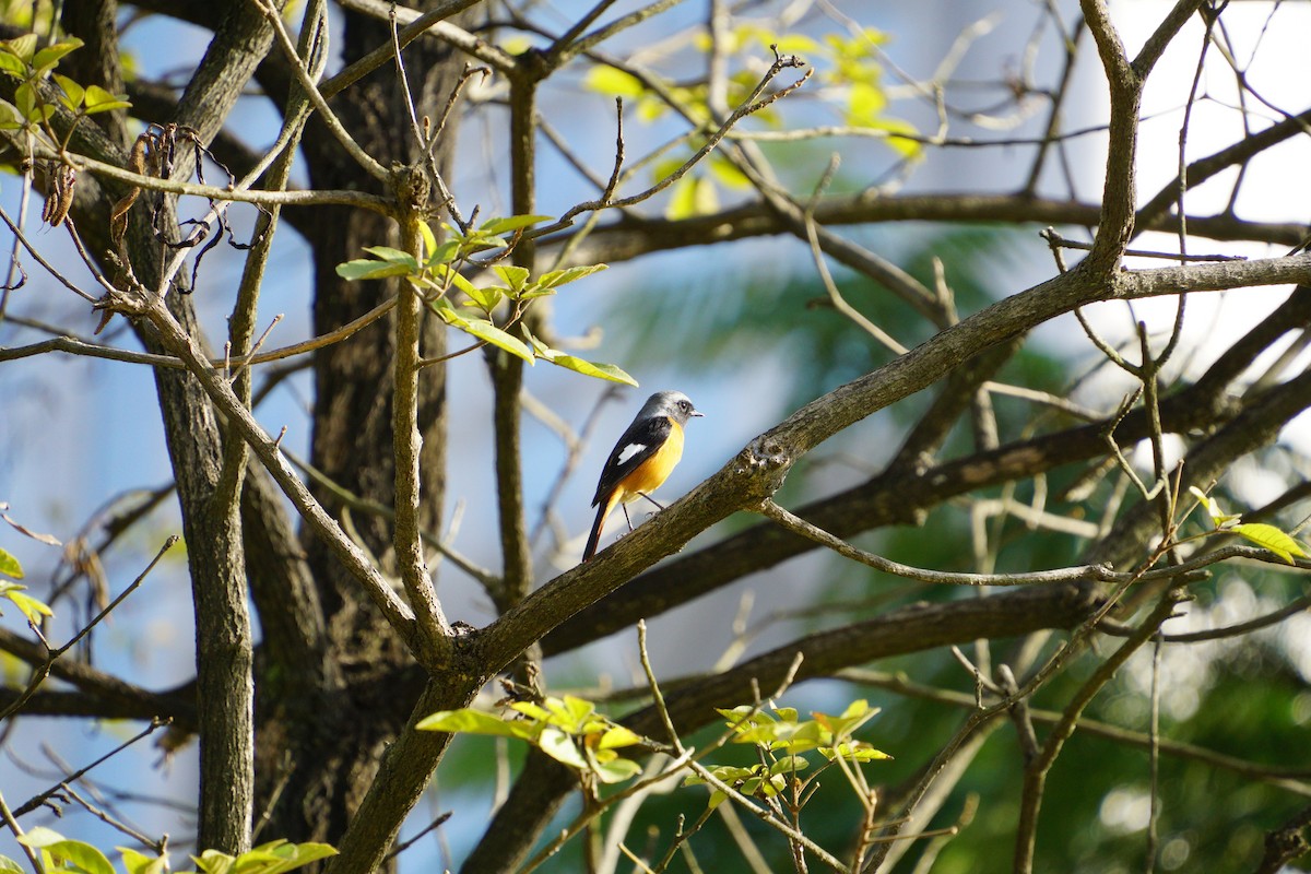 ジョウビタキ - ML646891731