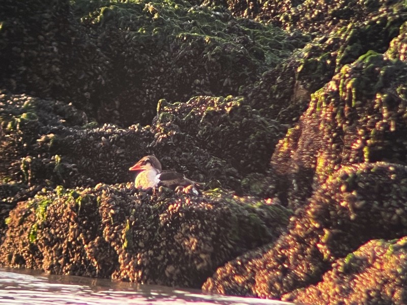 King Eider - ML646891732