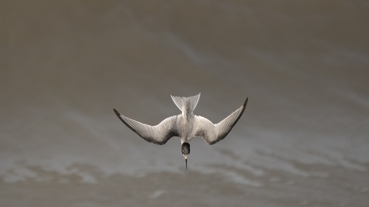 dvergterne - ML646891746