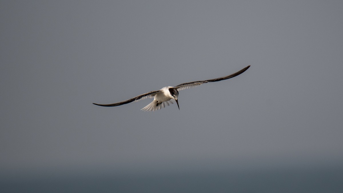 dvergterne - ML646891748