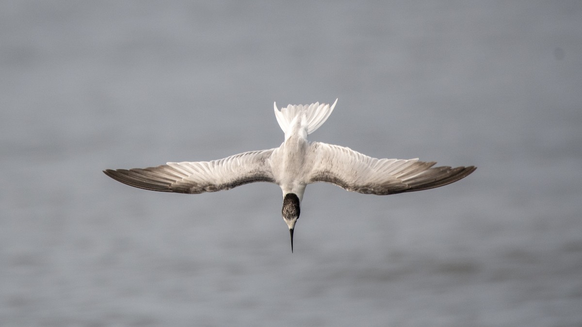 dvergterne - ML646891749