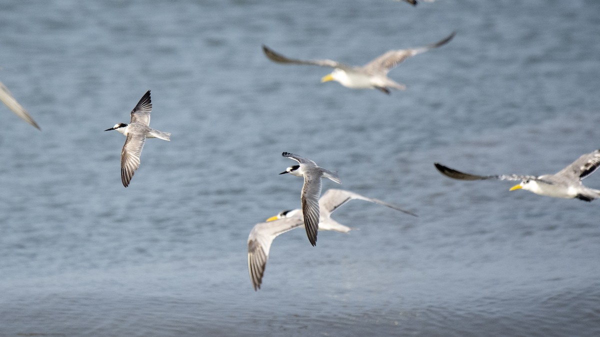 dvergterne - ML646891750